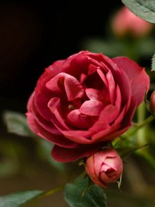 Preview wallpaper rose, petals, red, plant, bud