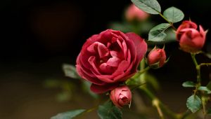 Preview wallpaper rose, petals, red, plant, bud