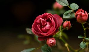 Preview wallpaper rose, petals, red, plant, bud