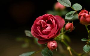 Preview wallpaper rose, petals, red, plant, bud