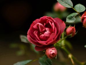 Preview wallpaper rose, petals, red, plant, bud