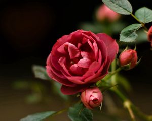 Preview wallpaper rose, petals, red, plant, bud