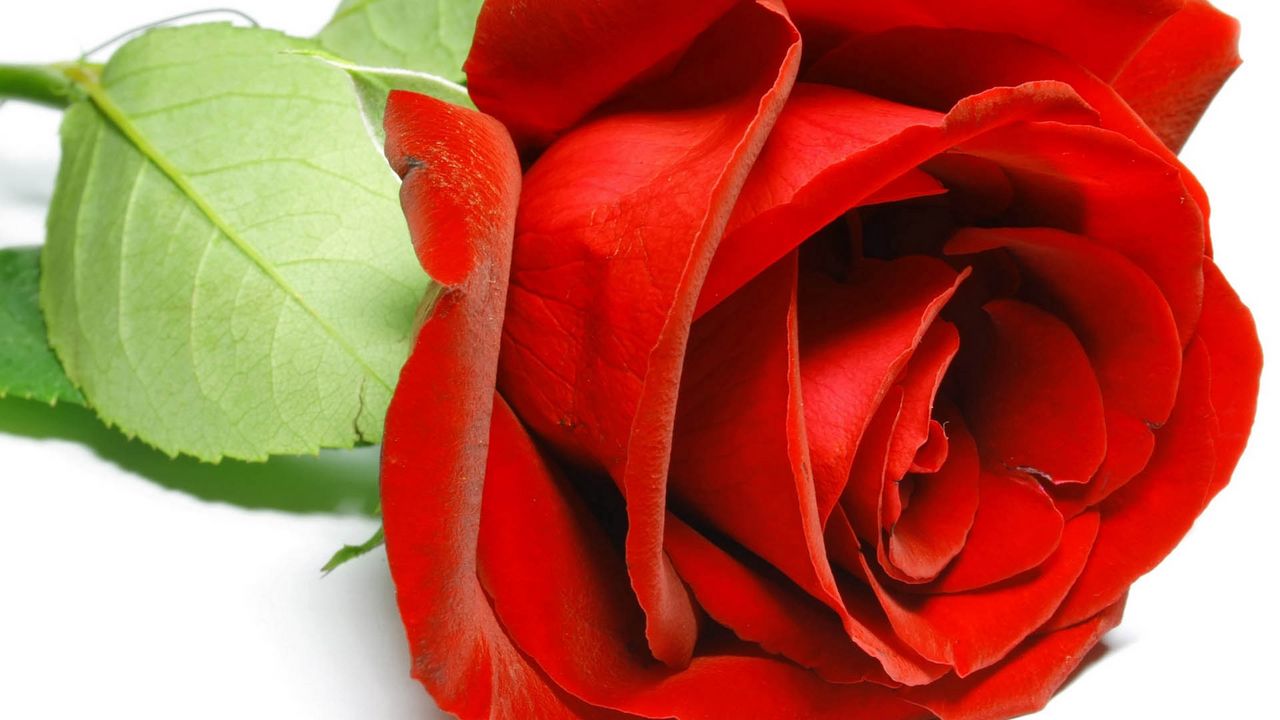 Wallpaper rose, petals, red