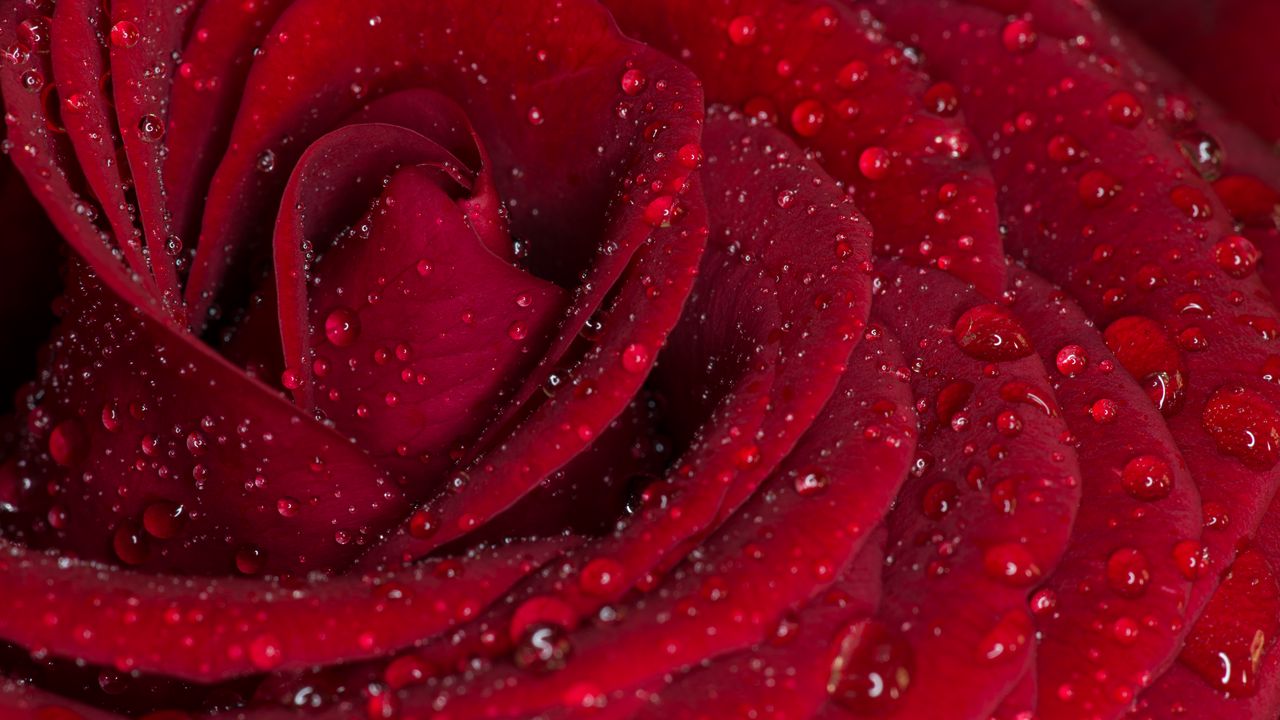 Wallpaper rose, petals, red, drops, rain, macro