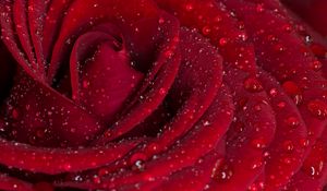 Preview wallpaper rose, petals, red, drops, rain, macro