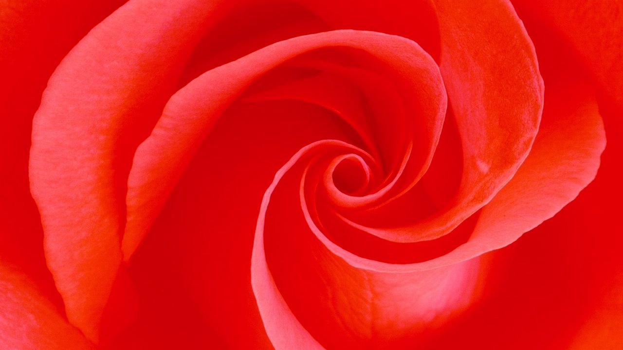 Wallpaper rose, petals, red, bud
