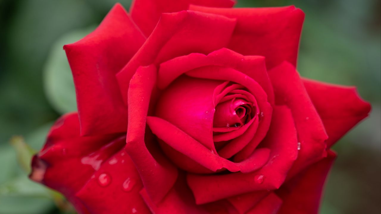 Wallpaper rose, petals, red, drops, rain, blur