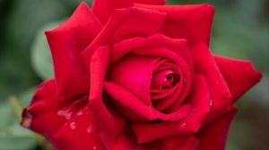 Preview wallpaper rose, petals, red, drops, rain, blur