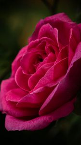 Preview wallpaper rose, petals, stem, pink, green