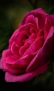 Preview wallpaper rose, petals, stem, pink, green