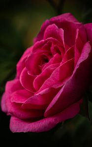 Preview wallpaper rose, petals, stem, pink, green