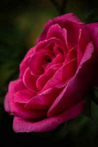 Preview wallpaper rose, petals, stem, pink, green