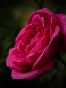Preview wallpaper rose, petals, stem, pink, green