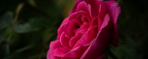 Preview wallpaper rose, petals, stem, pink, green