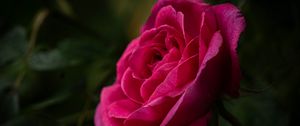 Preview wallpaper rose, petals, stem, pink, green