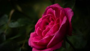 Preview wallpaper rose, petals, stem, pink, green