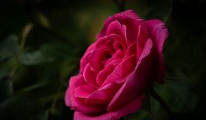 Preview wallpaper rose, petals, stem, pink, green