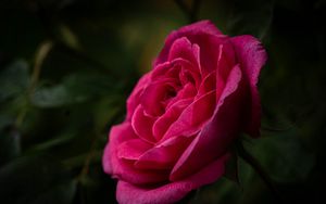 Preview wallpaper rose, petals, stem, pink, green