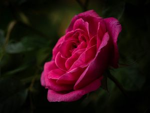 Preview wallpaper rose, petals, stem, pink, green