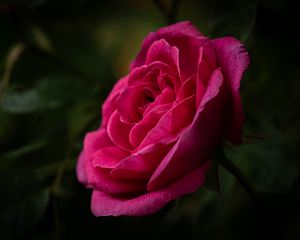 Preview wallpaper rose, petals, stem, pink, green