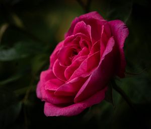 Preview wallpaper rose, petals, stem, pink, green