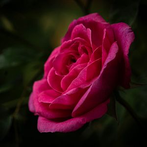 Preview wallpaper rose, petals, stem, pink, green