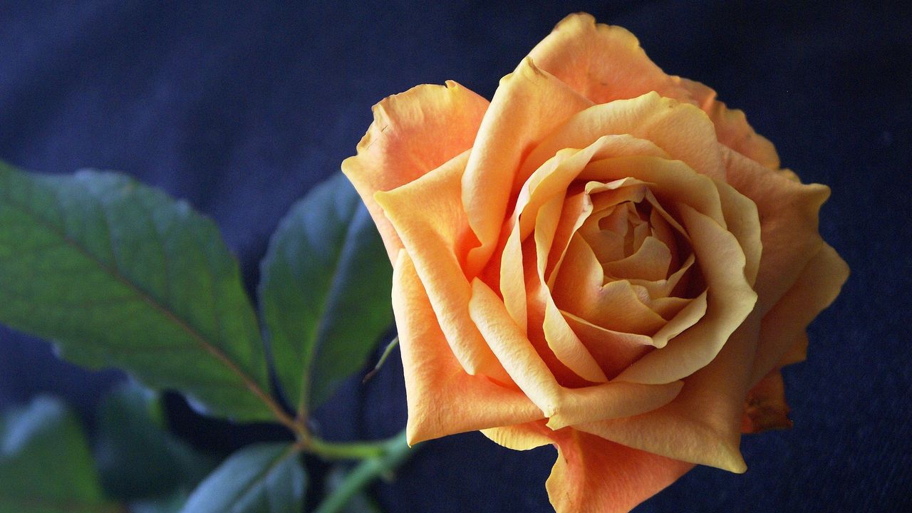 Wallpaper rose, petals, stem, bud