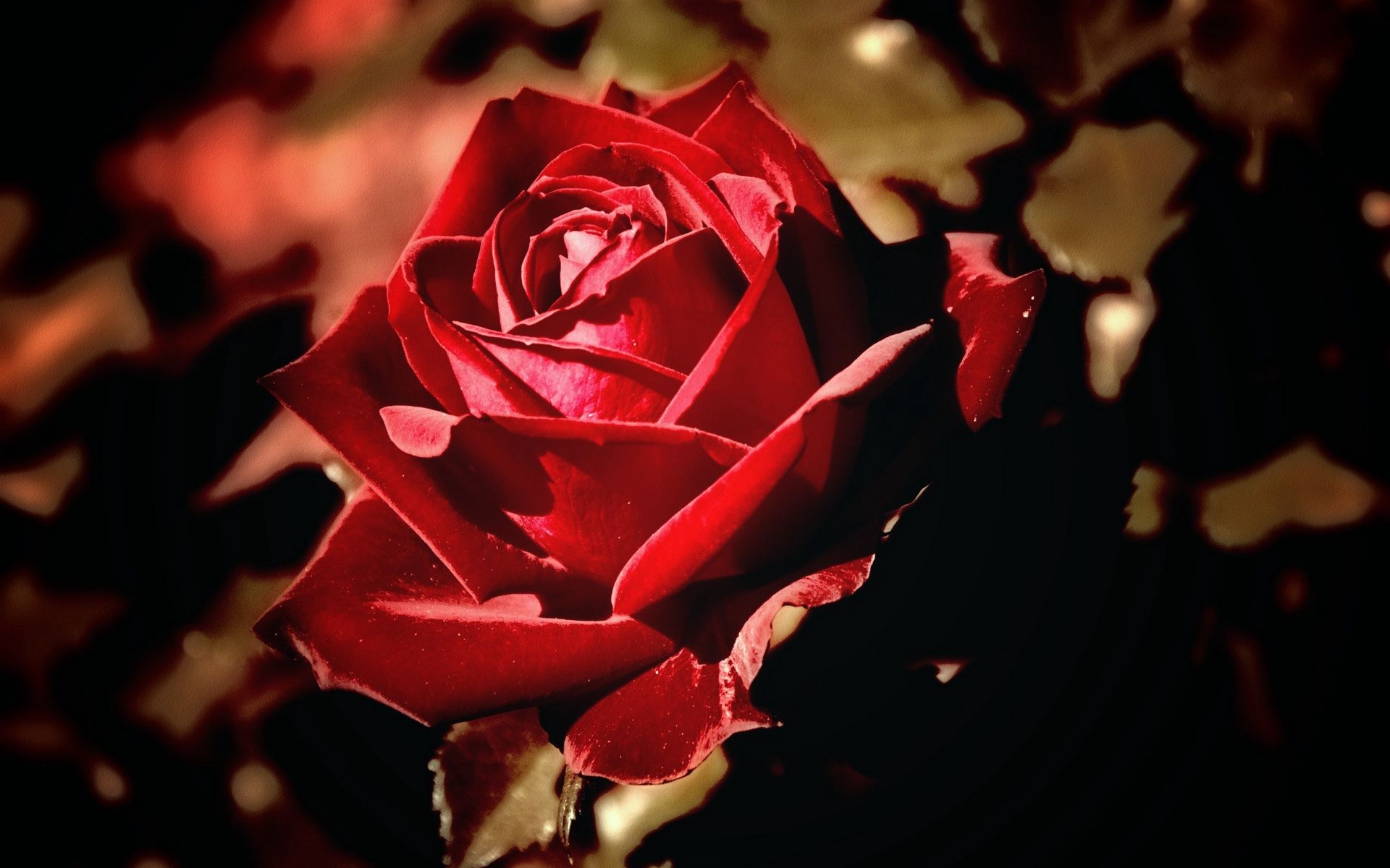 Download wallpaper 1920x1200 rose, petals, stems widescreen 16:10 hd ...