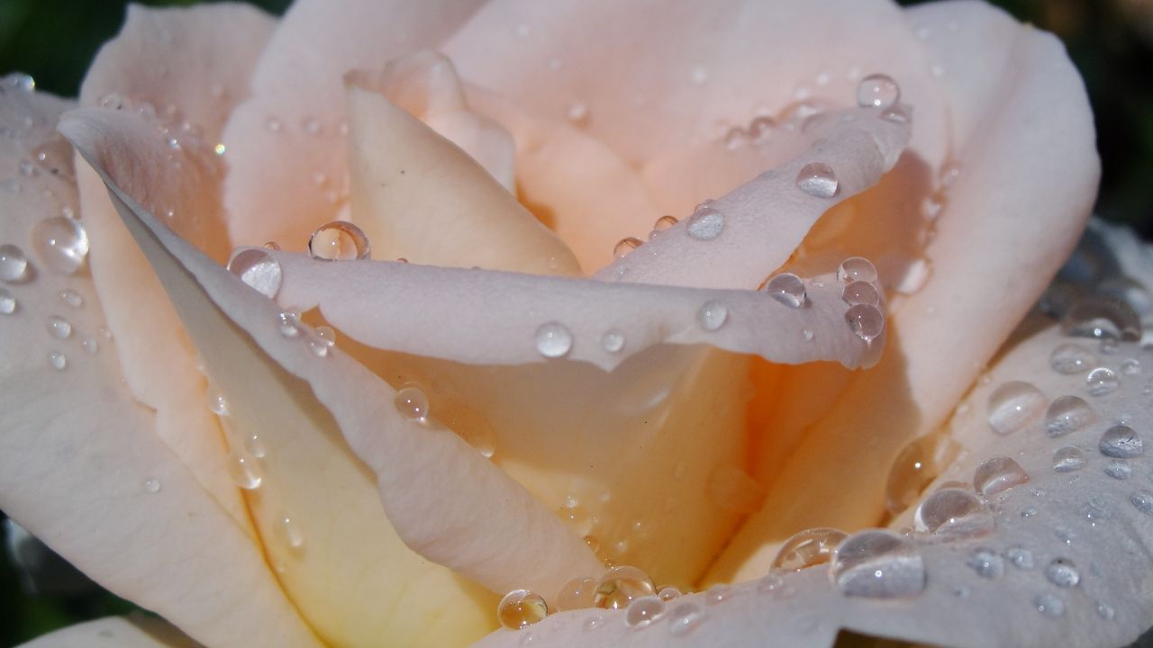 Wallpaper rose, petals, tenderness, drops