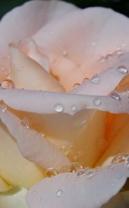 Preview wallpaper rose, petals, tenderness, drops