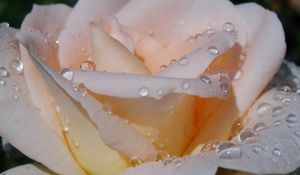 Preview wallpaper rose, petals, tenderness, drops