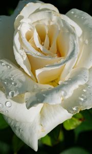 Preview wallpaper rose, petals, white, flower, drops, macro