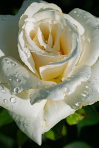 Preview wallpaper rose, petals, white, flower, drops, macro