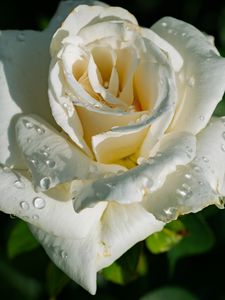 Preview wallpaper rose, petals, white, flower, drops, macro