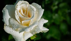 Preview wallpaper rose, petals, white, flower, drops, macro
