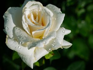 Preview wallpaper rose, petals, white, flower, drops, macro