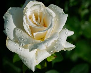 Preview wallpaper rose, petals, white, flower, drops, macro