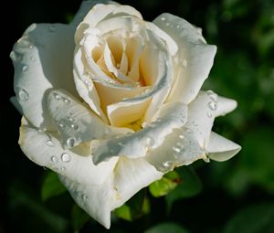 Preview wallpaper rose, petals, white, flower, drops, macro