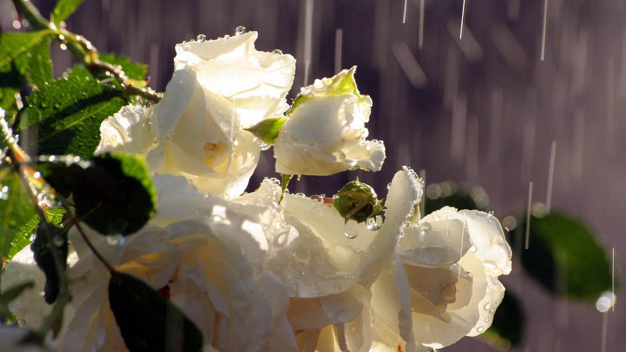 Wallpaper rose, petals, white