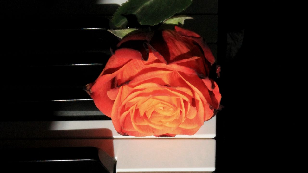 Wallpaper rose, piano, keys, flower, musical instrument