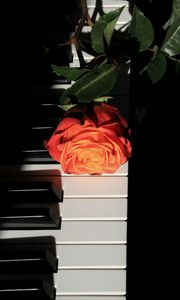 Preview wallpaper rose, piano, keys, flower, musical instrument