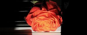 Preview wallpaper rose, piano, keys, flower, musical instrument