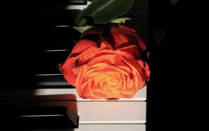 Preview wallpaper rose, piano, keys, flower, musical instrument