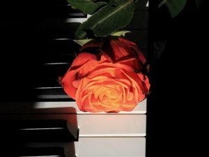 Preview wallpaper rose, piano, keys, flower, musical instrument