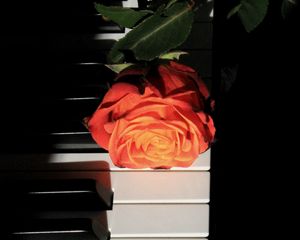 Preview wallpaper rose, piano, keys, flower, musical instrument