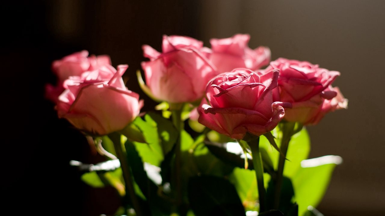 Wallpaper rose, pink, bouquet, light, leaves