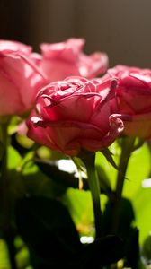 Preview wallpaper rose, pink, bouquet, light, leaves