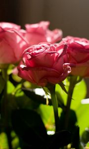 Preview wallpaper rose, pink, bouquet, light, leaves