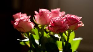 Preview wallpaper rose, pink, bouquet, light, leaves