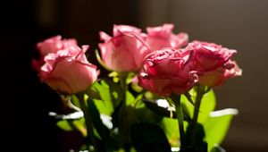 Preview wallpaper rose, pink, bouquet, light, leaves